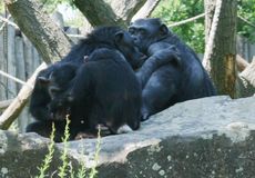 Schimpansen-183.jpg